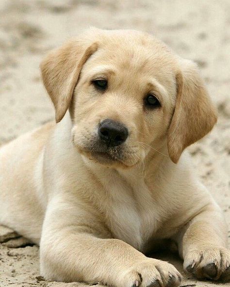 Such a cute Golden Lab, the head tit is just the cutest!! Cute Labrador Puppies, Dog Happy, Lab Puppy, Lab Dogs, Labrador Retriever Puppies, Rottweiler Puppies, Labrador Retrievers, Lab Puppies