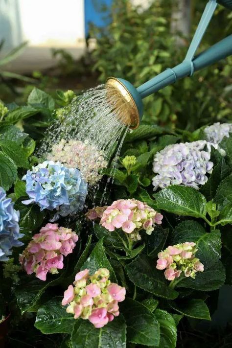 How to Water Hydrangea? The Ultimate Guide to Healthy Blooms How To Water Hydrangeas, Watering Hydrangeas, Large Hydrangea, Hydrangea Varieties, Water Hydration, Panicle Hydrangea, Oakleaf Hydrangea, Planting Hydrangeas, Gardening 101