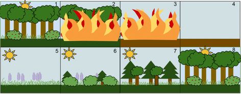 Primary Succession, Secondary Succession, Ecological Succession, Power Towers, Fast Growing Evergreens, Permaculture Design, Single Tree, Food Web, Fast Growing Trees