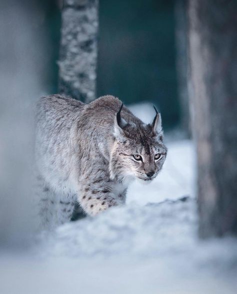 Bobcat Aesthetic, Lynx Aesthetic, Canada Lynx, Eurasian Lynx, Elephant Shrew, Cat Jokes, Ceramic Animals, Leopards, Lynx