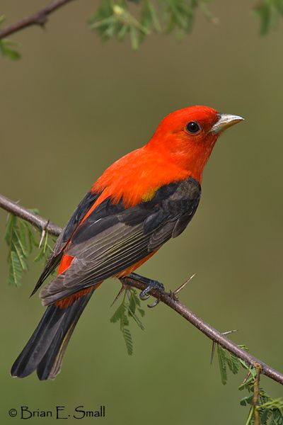 Most Beautiful Birds Nature, Beautiful Birds Photography, Small Bird Photography, Bird Photography Flying, Bird Pic, Bird Hd Photography, Aesthetic Pets, Birds In Forest, Birds Pics