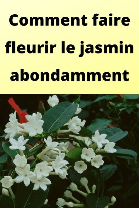 Comment faire fleurir le jasmin abondamment Facades, Terrarium, Bouquets, Exterior, Plants, Design, Façades