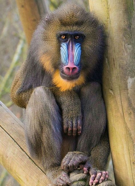 Mandrill Tattoo, Mandrill Monkey, Monkey Family, Wild Animals Photography, Mandrill, Pet Monkey, Unusual Animals, Rare Animals, Baboon