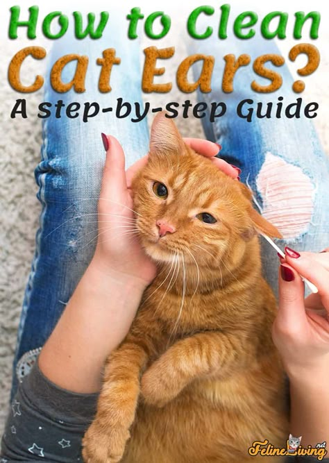 Clean Cat Ears, Foods Cats Can Eat, Cat Ear Mites, Cat Treats Recipes, Homemade Cat Treats Recipes, Cat Knowledge, Kitty Health, Homemade Cat Treats, Cat Owner Tips