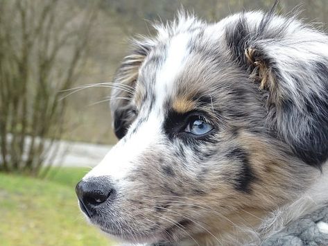 15 Stunning Dogs With Blue Eyes (BLUE EYED DOGS) Blue Eyed Dog Names, Australian Shepherd Merle, Australian Shepherd Names, Australian Shepherd Training, Blue Eyed Dog, Best Apartment Dogs, Blue Merle Aussie, Australian Slang, Merle Australian Shepherd