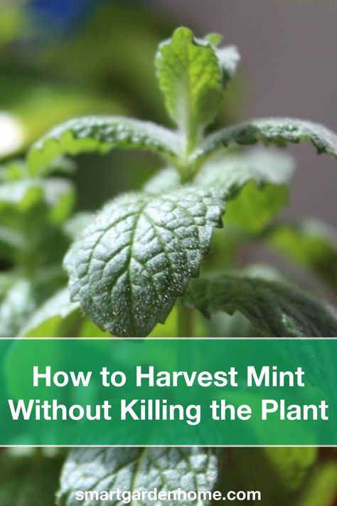 How To Take Care Of Mint Plant, Wild Mint Uses, Mint Container Garden, How To Make Mint Jelly, Spearmint Plant Care, Harvesting Mint Leaves, How To Harvest Mint Leaves, Preserving Mint Leaves, How To Harvest Peppermint