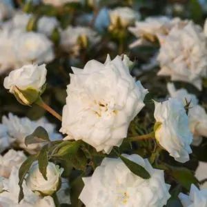 Drift® Roses Groundcover Roses, Drift Roses, Ground Cover Roses, Monrovia Plants, Plant Catalogs, Shrub Roses, How To Attract Hummingbirds, Sun And Water, Landscape Projects