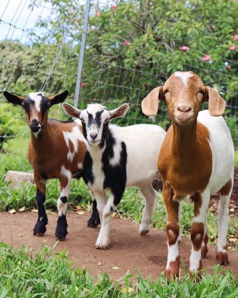 Sanctuary Animals, Fantasy Farm, Pygmy Goats, Abandoned Farmhouse, Mini Goats, Show Goats, Life Plans, Goat Herding, Boer Goats