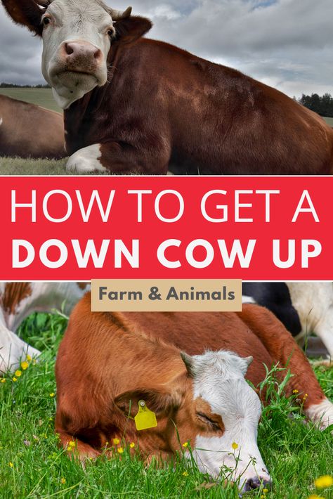 Cow Care Tips, Miniature Hereford, Raising Cows, Cow Care, Dexter Cattle, Cow Tipping, Animal Farming, Miniature Cows, Raising Cattle