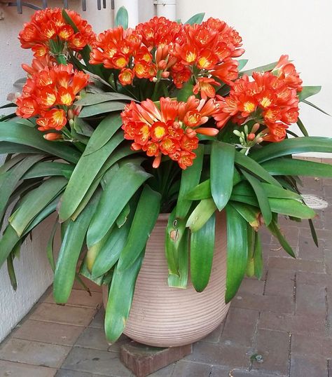 Clivia in a pot Clivias In Pots, Clivia Plant, Potted Plants, Plants