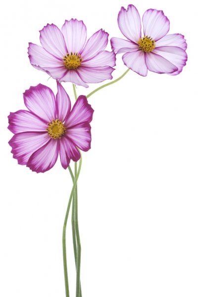 Cosmos Tattoos, Cosmos Tattoo, Flower References, Pink Wallpaper Backgrounds, Flower Drawing Design, Cosmos Flowers, 수채화 그림, Botanical Painting, Flower Clipart