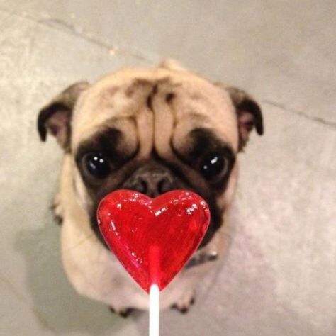 Happy Valentines Day Valentines Day Animals, Brindle Pug, Pug Valentine, Baby Pugs, Black Pug, A Pug, Dog Valentines, Practical Jokes, Cute Pugs