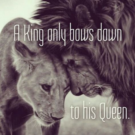 Lioness Quotes, Lion Quotes, Image Couple, His Queen, Lion And Lioness, Lion Love, Warrior Quotes, Word Up, Best Love Quotes