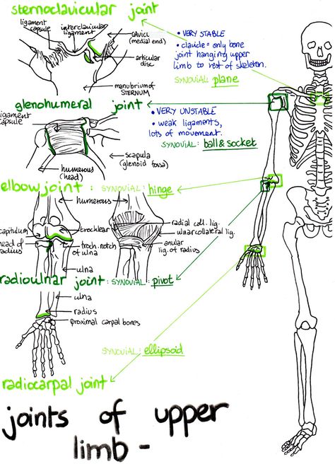 Upper Limb Anatomy Notes, Pharma Notes, Lower Limb Anatomy, Xray Anatomy, Physical Therapy Assistant Student, Doctor Sketch, Limb Anatomy, Upper Limb Anatomy, Medical Biology