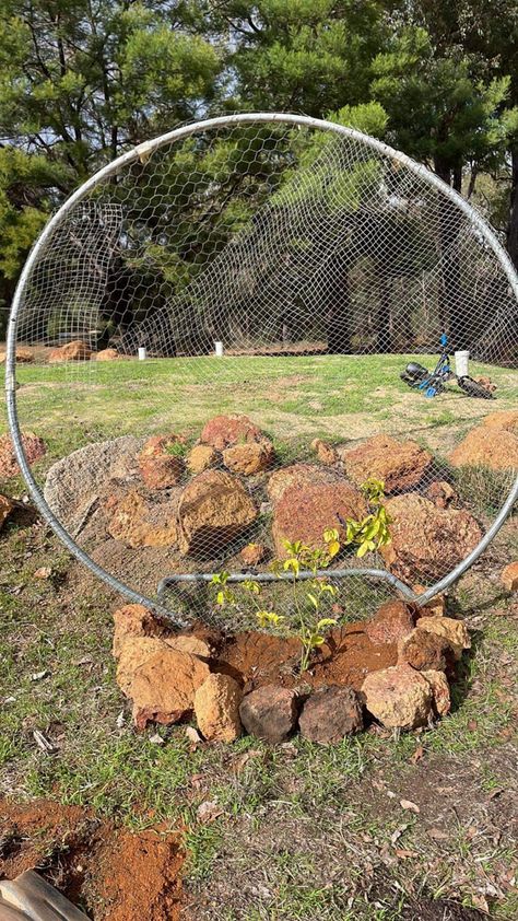 Trampoline Frame Repurpose, Upcycled Trampoline, Recycled Trampoline, Passionfruit Vine, Old Trampoline, Edible Landscape, Sloped Garden, Edible Landscaping, Bed Swing