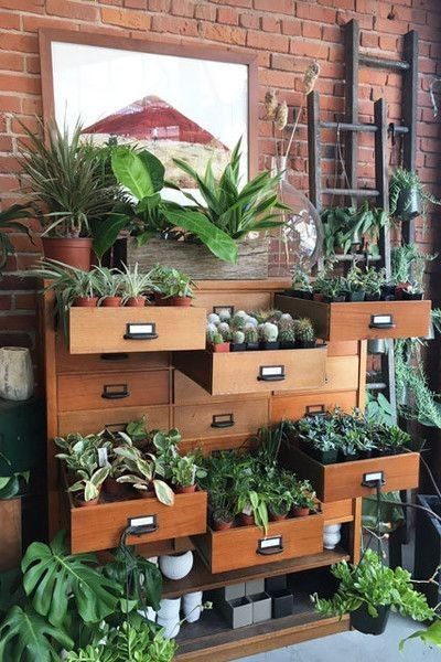 Indoor Greenery, نباتات منزلية, Trendy Plants, Indoor Greenhouse, Plants Ideas, Hanging Succulents, Greenhouse Plans, Indoor Design, Gorgeous Interiors