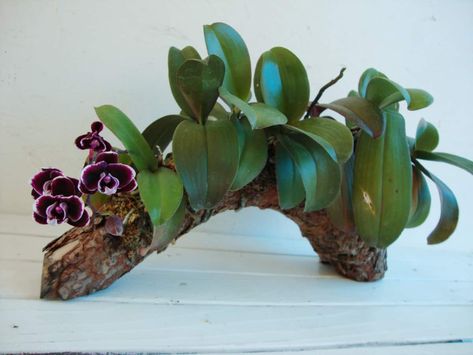 Driftwood Orchid Planter, Driftwood Orchid Arrangement, Orchid On Driftwood, Phalaenopsis Orchid Arrangement, Mounted Orchids On Wood, Mini Phalaenopsis Orchid, Orchid Mounting Ideas, Orchid Display Ideas Indoor, Orchid Terrarium Diy