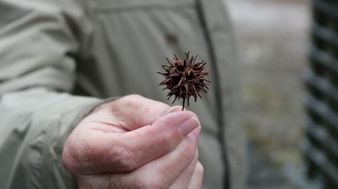 Sweetgum Balls, Types Of Hostas, Sweet Gum, Wood Mulch, Yard And Garden, Organic Mulch, Front Landscaping, Master Gardener, How To Attract Birds