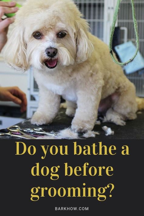 Do you bathe a dog before grooming? Dog bathing, Dog wash, DIY dog grooming, Dog care Grooming Yorkies, Pet Craft, Dog Grooming Diy, Dog Grooming Clippers, Grooming Business, Dog Grooming Salons, Puppy Grooming, Dog Grooming Tips, Dog Haircuts