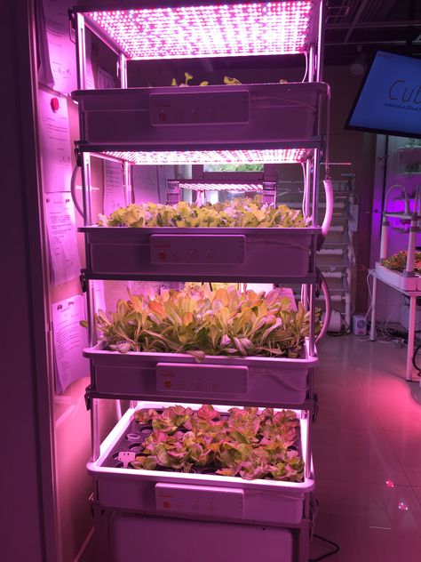 Hydroponic Aesthetic, Solar Hydroponics, Indoor Hydroponic Gardening, Aquaponic System, Hydroponic Gardening System, Smart Farm, Indoor Farming, Indoor Vegetables, Aquaponics Diy