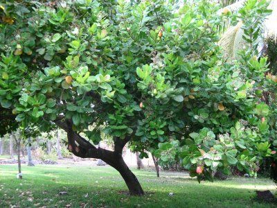 cashew tree Cashew Nut Tree, Diy Bugs, Cashew Tree, Orchard Tree, Peanut Tree, Tree Growing, Backyard Pool Designs, Cashew Nut, Plant Tree