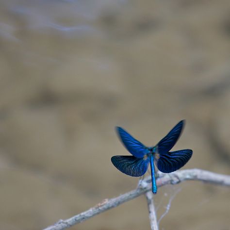 Calopteryx Insects, Animals, Blue, Nature