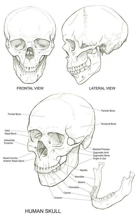 Skull reference                                                                                                                                                                                 More Skull Anatomy, Skull Reference, Skeleton Drawings, Skulls Drawing, Human Figure Drawing, Human Anatomy Art, Anatomy Sketches, Anatomy For Artists, Skull Drawing