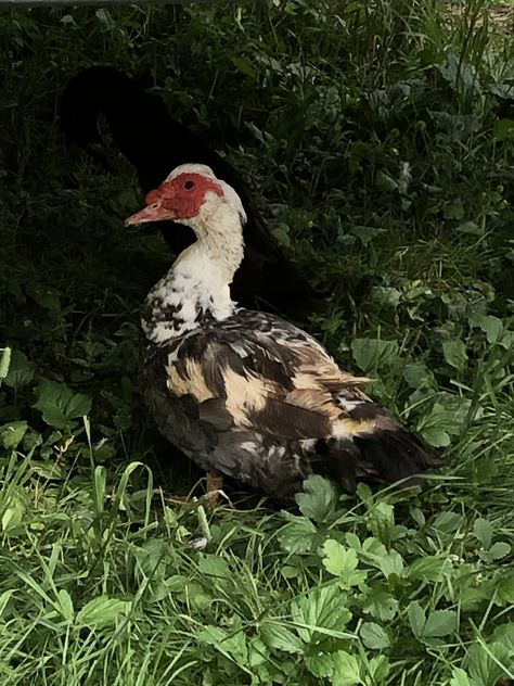 My Muscovy duck Muscovy Ducks, Muscovy Duck, Acre Homestead, Wild Duck, Duck Bird, Food Forest, Sea Birds, Ducks, Places To Visit