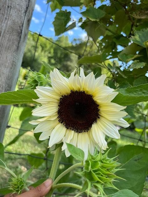 Italian White Sunflower, White Lite Sunflower, Varieties Of Sunflowers, Cream Sunflowers, Sunflower Varieties, Woodland Sunflower, White Flowering Trees, Types Of Sunflowers, Garden Plot