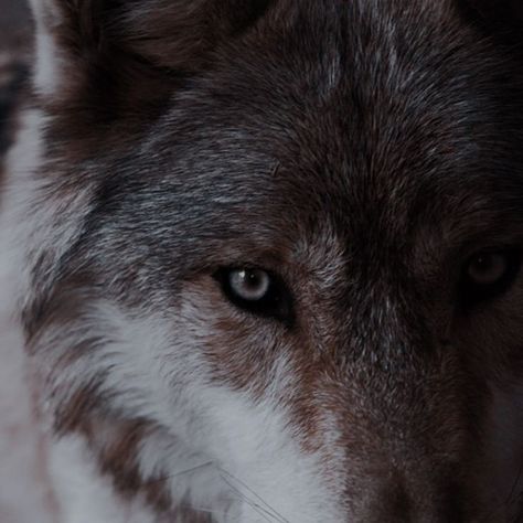 Werewolf Aesthetic, Wolf Photography, She Wolf, Klaus Mikaelson, Grey Wolf, Photo Vintage, Crescent City, Fantasy Romance, Vampire Diaries The Originals