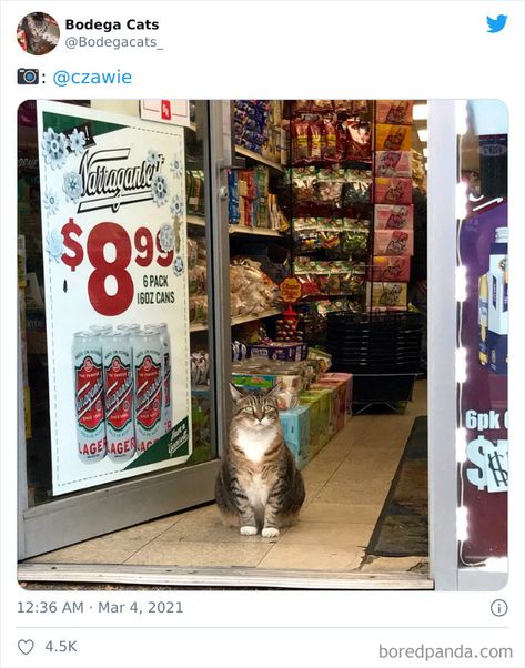 Bodega Cat, Soft Kitty Warm Kitty, Cat Store, Feral Cats, Taking Over The World, Cat Sleeping, Train Rides, Silly Cats, Animal Welfare