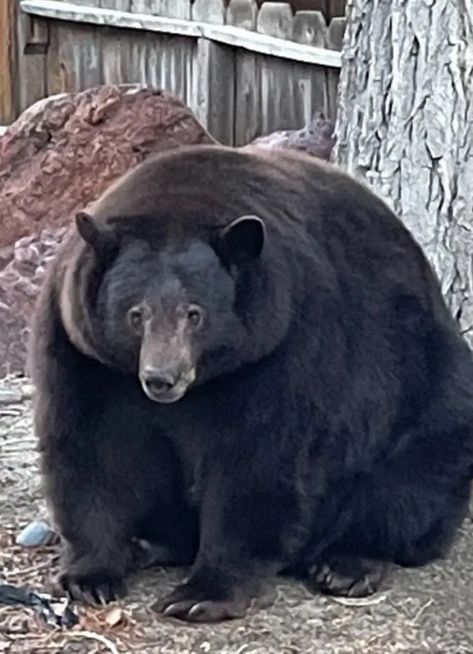 Hank the Tank, a 500-Pound Bear, Ransacks a California Community - The New York Times Hank The Tank, Bear Names, Bear Pictures, South Lake Tahoe, Love Bear, Silly Animals, Big Bear, Sierra Nevada, Black Bear