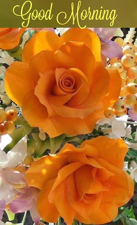 Beautiful color 🍃 نباتات منزلية, Fleur Orange, Rose Pictures, Flowers For You, Most Beautiful Flowers, Orange Roses, Beautiful Rose Flowers, Flower Beauty, Beautiful Blooms