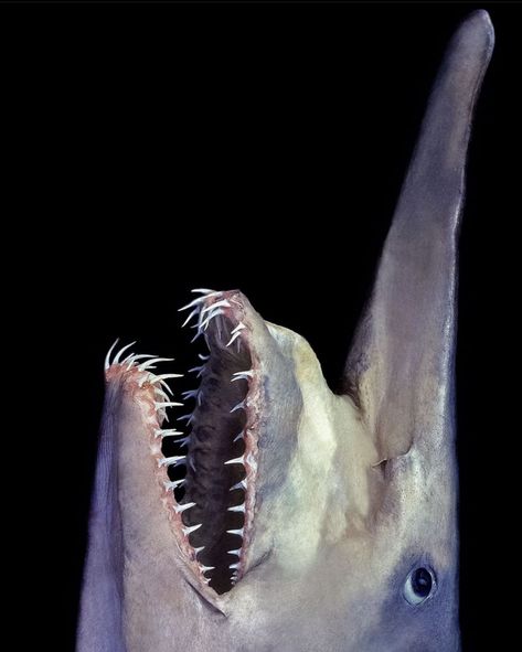 ancient goblin shark Goblin Shark Photography, Scary Sea Creatures, Goblin Shark, Huntsman Spider, Habitat Destruction, Httyd Art, Sea Creatures, Natural World