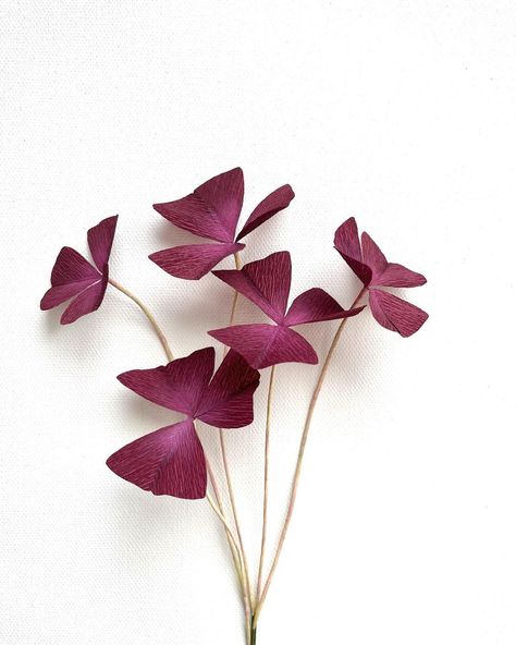 Oxalis Triangularis Tattoo, Oxalis Tattoo, Oxalis Plant, Purple Oxalis, Bujo January, Shamrock Plant, Purple Shamrock, Oxalis Triangularis, Feather Artwork