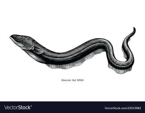 Eels Drawings, Electric Eel Drawing, Electric Eel Tattoo, Eel Illustration, Eel Drawing, Eel Tattoo, Electric Eel, Drawing Vintage, Undersea World