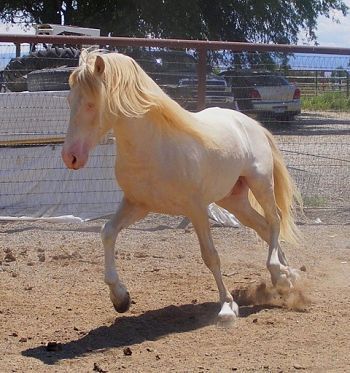 The Spanish Barb Horse  Article By Lauren Zanko  owner of Corazon de Sunka Wakan, Spanish Barb Horses. Spanish Barb Horse, Barb Horse, Barbary Coast, Spanish Horse, Wide Set Eyes, Horse Breeder, Gorgeous Horses, Hoof Care, Horse Colors