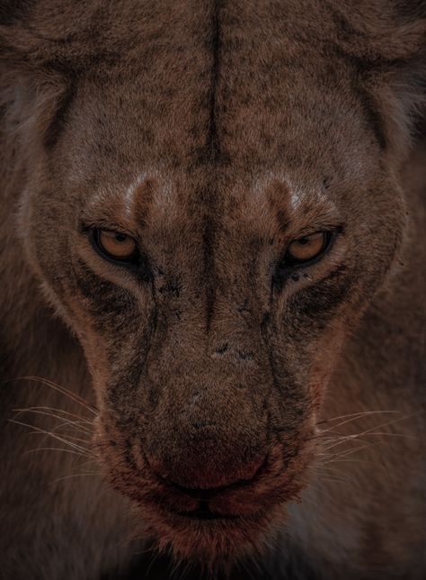 Lannister Aesthetic, Animal Lion, Amoled Wallpapers, Wild Animals Pictures, Cat Aesthetic, Character Aesthetic, Animal Planet, Cat Photo, Lion King