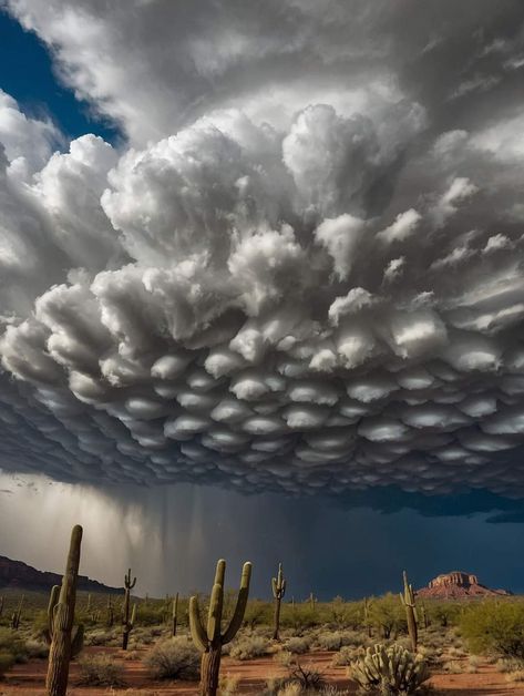 Mammatus Clouds, Cloud Formations, Saguaro National Park, Wild Weather, Arizona Photographer, Cloud Art, Beautiful Locations Nature, Storm Clouds, Beautiful Photos Of Nature