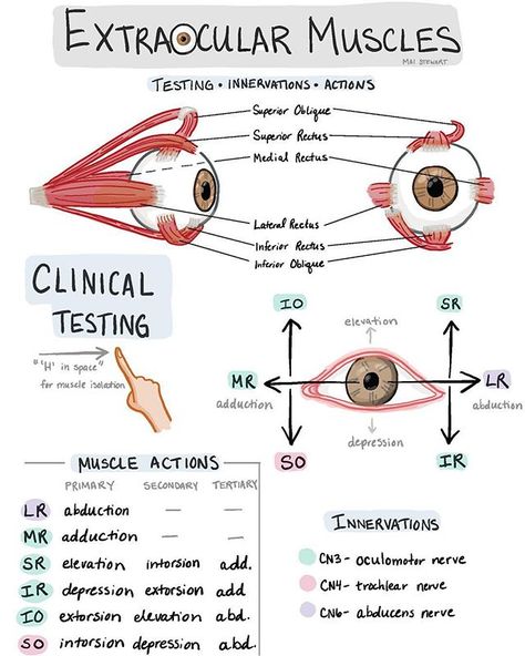 (Day 523) a review of extraocular muscles. A great suggestion from a super smart cousin and soon-to-be optometrist 👀. . Also some people… Optometry Education, Optometry School, Studie Hacks, Medicine Notes, Nursing Student Tips, Medical Student Study, Nursing School Survival, Nursing School Studying, Medicine Student