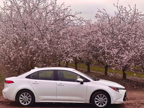 2022 Toyota Corolla LE in front of Almond Blossoms in Fresno, CA on 27 Feb 2023. White Toyota Corolla, Becca Core, 2022 Toyota Corolla, Sick Cars, Almond Blossoms, Corolla Le, Toyota Corolla Le, White Car, Toyota Corolla