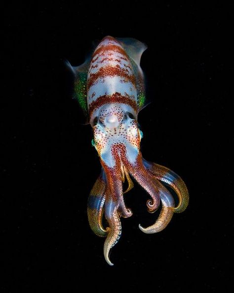 Deep Sea Squid, Octopus Species, Colossal Squid, Fish Chart, Deep Sea Life, Underwater Images, Sea Plants, Deep Sea Creatures, Marine Art