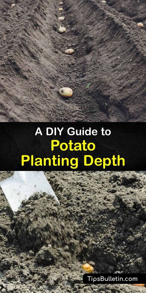 Plant potatoes at the beginning of the growing season and watch your fingerling and new potatoes start sprouting like crazy. Using mulch, loose soil, and a raised bed, growing potatoes has never been easy with this guide full of tips for planting potatoes the right way. #deep #plant #potatoes Bucket Planting, Potato Planting, Plant Potatoes, Vegetable Planting, Grow Potatoes, Potato Varieties, Planting Potatoes, Homemade French Fries, New Potatoes