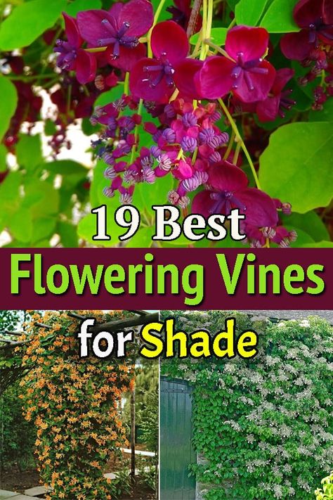 Finding it difficult to choose a blossoming vine for a shaded location? Don't worry! Our list of Flowering Vines for Shade is going to come in handy! Shade Loving Vine, Vines For Shade Climbing, Vines That Grow In Shade, Growing Vines On House, Trailing Shade Plants, Shade Loving Climbing Perennials, Shade Climbers Plants, Shade Loving Climbing Plants, Climbing Flowers For Shade