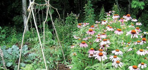 Maine Native Garden, Maine Flower Garden, Maine Landscaping Ideas, Maine Garden Ideas, Maine Gardening, Maine Gardens, Maine Farmhouse, Maine Garden, Sweet Fern