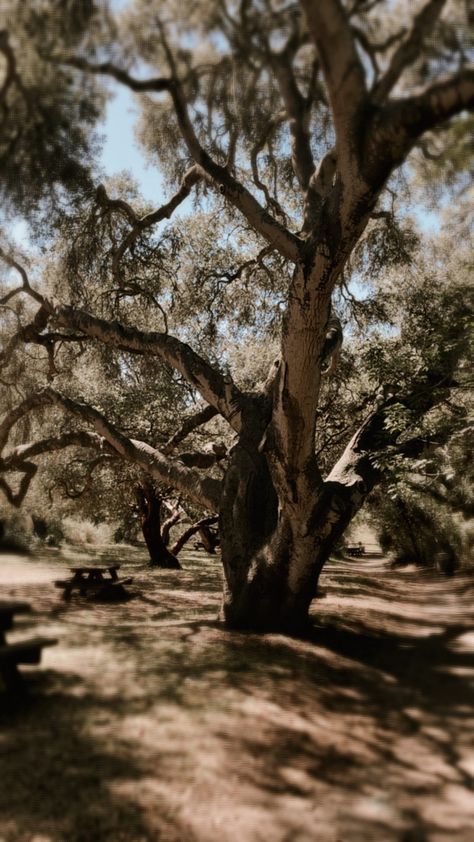 Tree, trees, weeping, moss, mossy tree, old tree, old growth Mossy Tree, Old Tree, Country Roads, Trees, Road