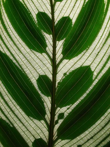 leaf Foto Macro, Peacock Plant, Leaves Decor, Have Inspiration, Natural Forms, Patterns In Nature, Green Leaf, Plant Life, Macro Photography