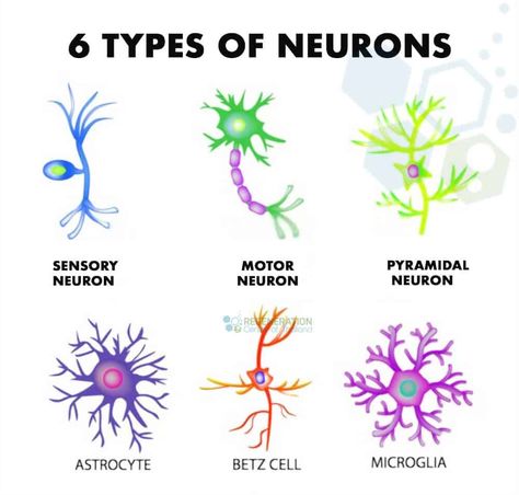 A temporal pattern of activity observed in human brains may explain how we can learn so quickly. Neuron Structure, Types Of Neurons, 블로그 디자인, Sistem Saraf, Sensory Motor, Motor Neuron, Basic Anatomy And Physiology, Nurse Study Notes, Brain Facts