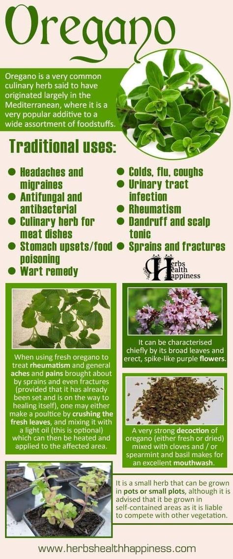 Oregano Oil Benefits, Oregano Essential Oil, Medicinal Herbs Garden, Medical Herbs, Magic Herbs, Essential Oils Herbs, Herbal Recipes, Magical Herbs, Herbal Apothecary