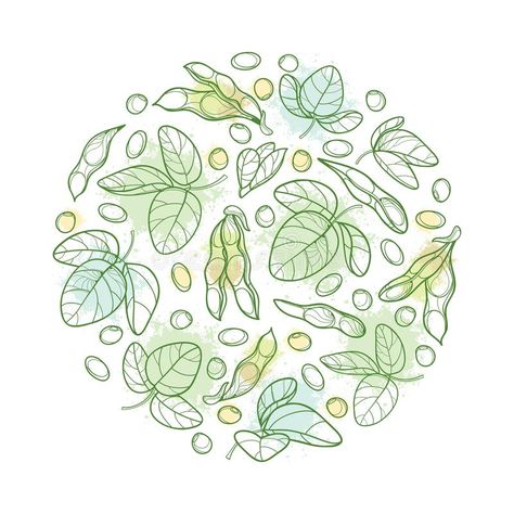 Vector round bunch with outline Soybean or Soy bean pod with beans and ornate le #Sponsored , #paid, #PAID, #outline, #Vector, #Soy, #Soybean Packaging Snack, Bean Pods, Plant Print, Pastel Green, Flower Drawing, White Background, Stock Vector, Vector Illustration, Pastel